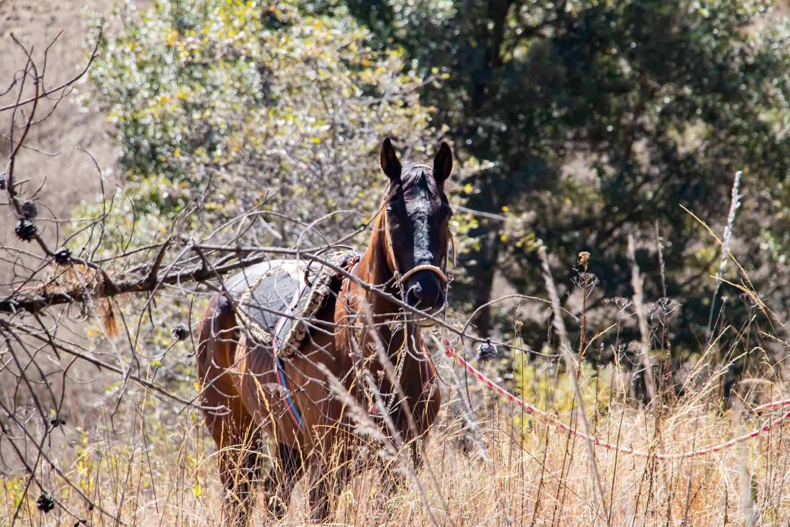 Caballo bayo mirando fijamente a la cámara entre los corrales del rancho