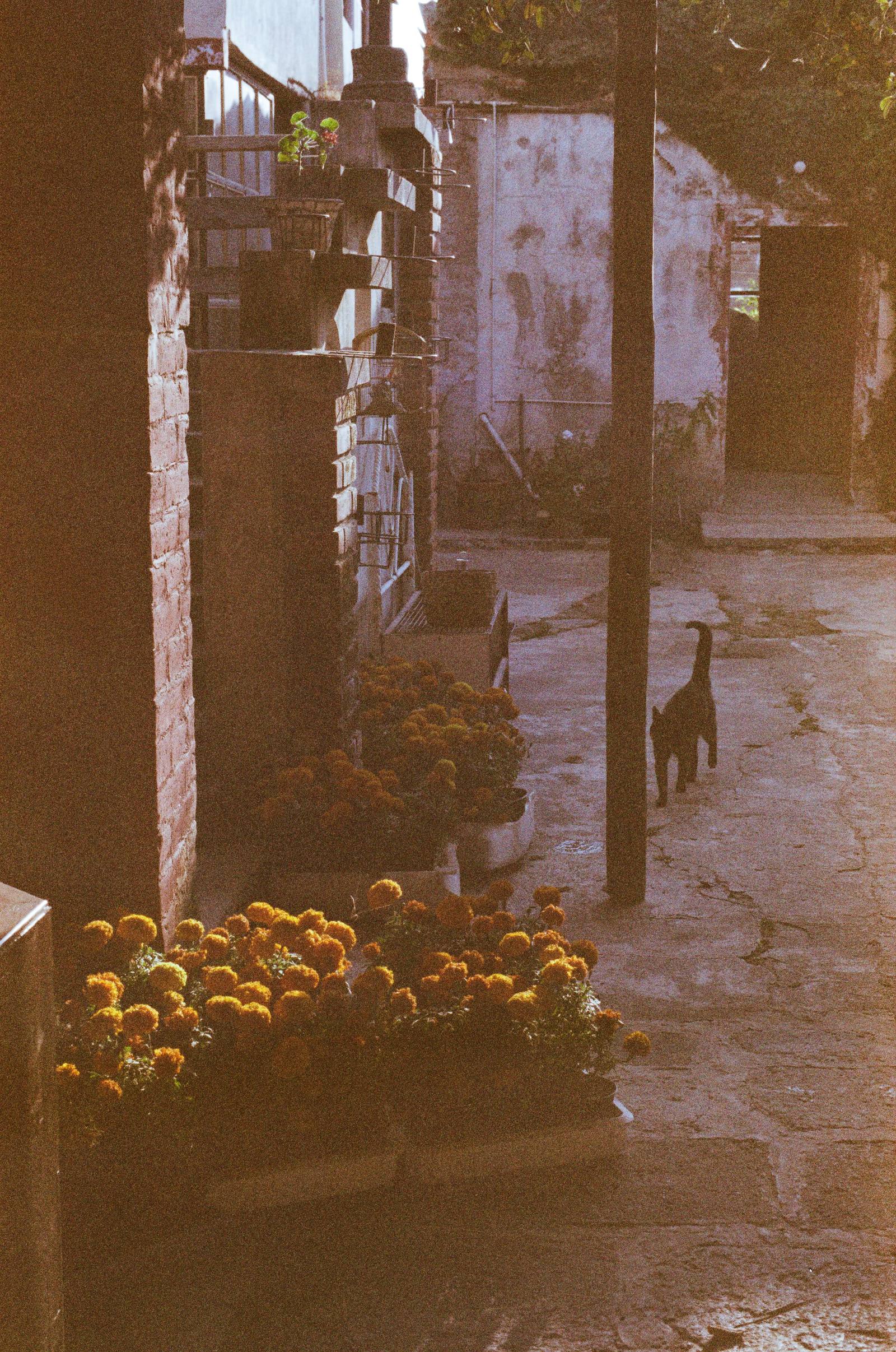 Cempasúchil y un gato negro en el patio del rancho