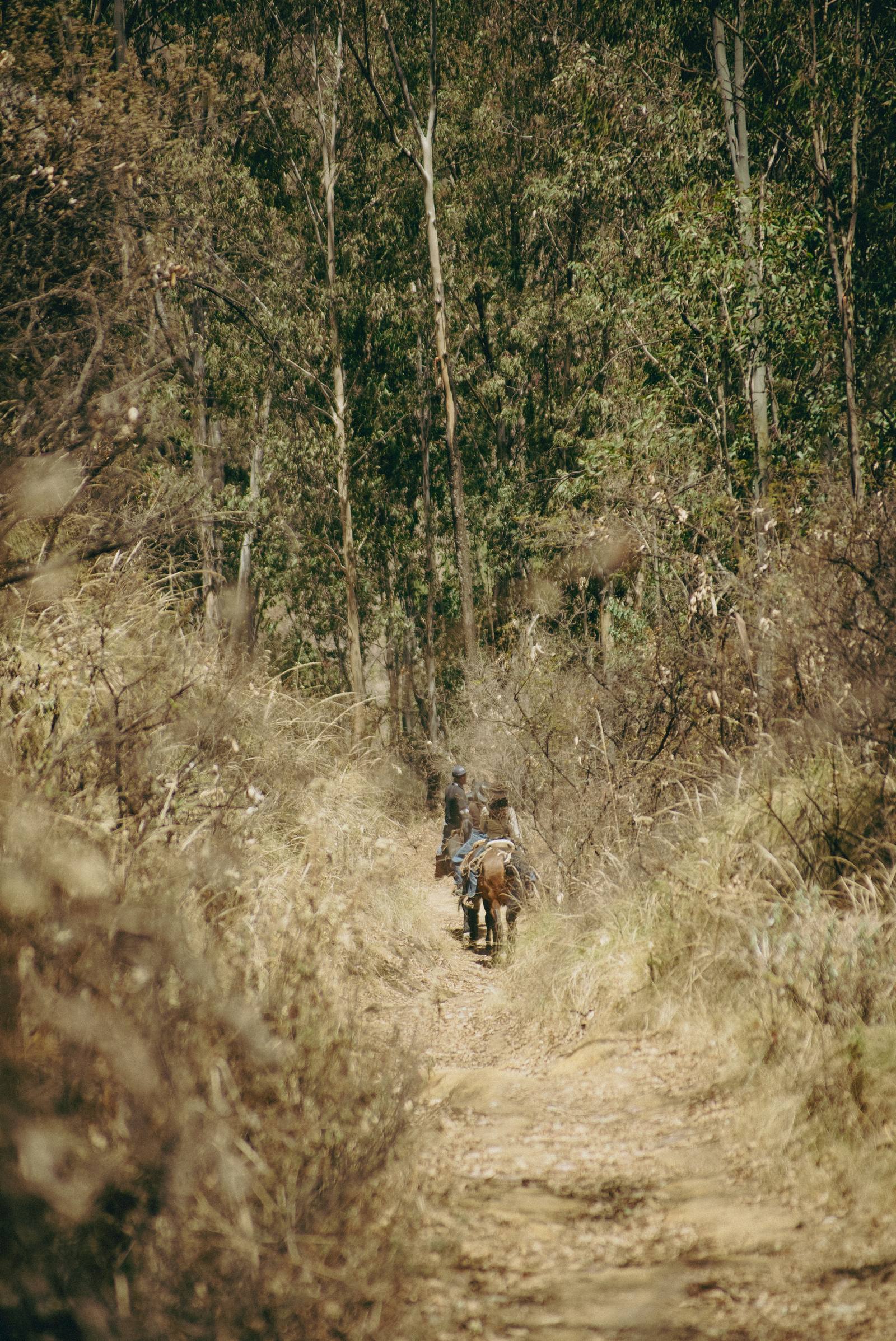 Jinetes internándose en el bosque de eucalipto durante la cabalgata de día entero en el rancho de Calpan